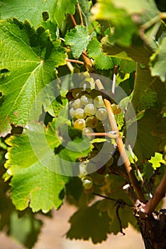 Ripe white grapes and leaves on vine