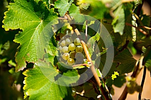 Ripe white grapes and leaves on vine before harvest, vineyard in stellenbosch