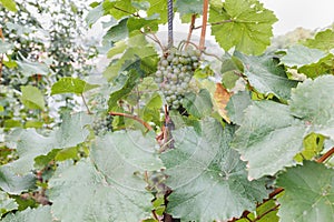 Ripe white grapes in vineyard. Autumn, harvest time