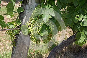 Ripe white Muscat grape cluster on branch