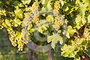 Ripe white Riesling grapes on vine in vineyard photo