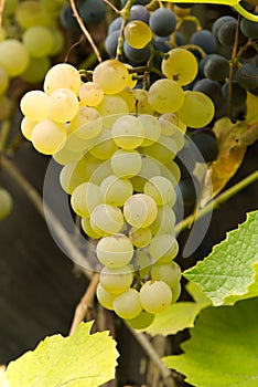 Ripe white, Vitis vinifera grape, vertical
