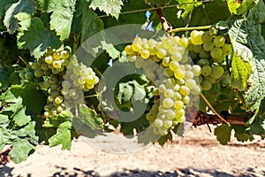 Ripe white wine grapes before harvest in a vineyard at a winery, rural landscape for viticulture and agricultural wine production