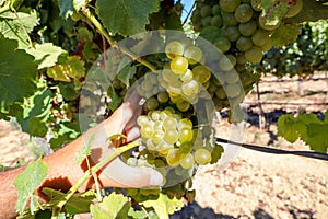 Ripe white wine grapes before harvest in a vineyard at a winery, rural landscape for viticulture and agricultural wine production