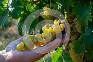 Ripe white wine grapes plants on vineyard in France, white ripe