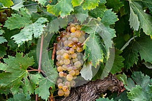 Ripe white wine grapes using for making rose or white wine ready to harvest on vineyards in Cotes  de Provence, region Provence,