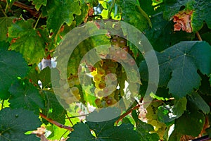 Ripe white wine grapes using for making rose or white wine ready to harvest on vineyards in Cotes  de Provence, region Provence,