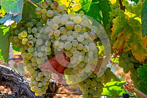 Ripe white wine grapes using for making rose or white wine ready to harvest on vineyards in Cotes  de Provence, region Provence,