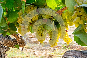 Ripe white wine grapes using for making rose or white wine ready to harvest on vineyards in Cotes  de Provence, region Provence,