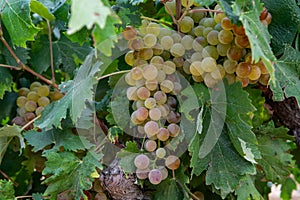 Ripe white wine grapes using for making rose or white wine ready to harvest on vineyards in Cotes  de Provence, region Provence,