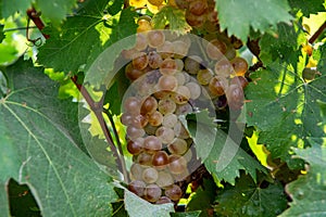 Ripe white wine grapes using for making rose or white wine ready to harvest on vineyards in Cotes  de Provence, region Provence,