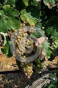 Ripe white wine grapes using for making rose or white wine ready to harvest on vineyards in Cotes  de Provence, region Provence,