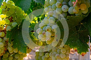 Ripe white wine grapes using for making rose or white wine ready to harvest on vineyards in Cotes  de Provence, region Provence,