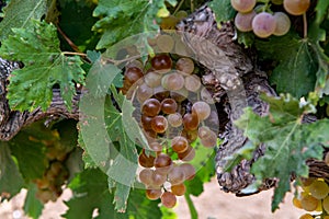 Ripe white wine grapes using for making rose or white wine ready to harvest on vineyards in Cotes  de Provence, region Provence,