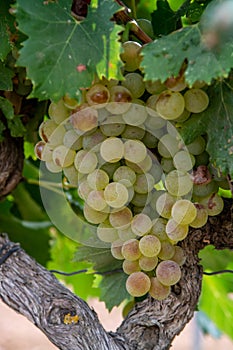 Ripe white wine grapes using for making rose or white wine ready to harvest on vineyards in Cotes  de Provence, region Provence,