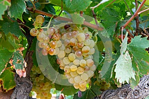 Ripe white wine grapes using for making rose or white wine ready to harvest on vineyards in Cotes  de Provence, region Provence,