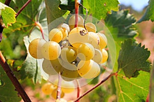 Ripe white wine grapes on vineyard