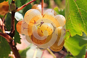 Ripe white wine grapes on vineyard