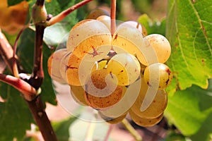 Ripe white wine grapes on vineyard