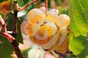 Ripe white wine grapes on vineyard