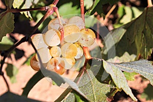 Ripe white wine grapes on vineyard