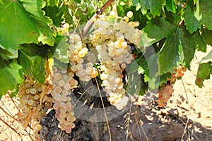 Ripe white wine grapes on vineyard