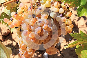 Ripe white wine grapes on vineyard