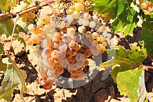 Ripe white wine grapes on vineyard