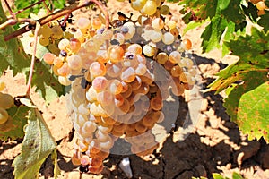 Ripe white wine grapes on vineyard