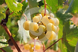 Ripe white wine grapes on vineyard