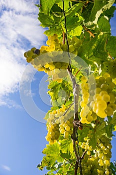 Ripe white wine grapes in the vineyards along South Styrian Wine Road, a charming region on the border between Austria and