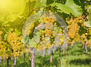 Ripe white wine grapes in the vineyards along South Styrian Wine Road, a charming region on the border between Austria and