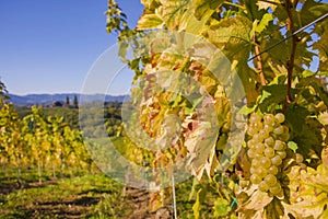 Ripe white wine grapes in the vineyards along South Styrian Wine Road, a charming region on the border between Austria and