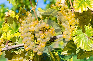 Ripe white wine grapes in the vineyards along South Styrian Wine Road, a charming region on the border between Austria and
