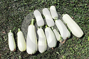 Ripe white zucchini on the grass