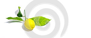 Ripe whole lemon with fresh leaves isolated on white background. Juicy fruit, vitamin ingredient