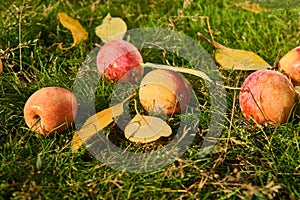 Ripe wild apples with yellow autumn leaves on green grass