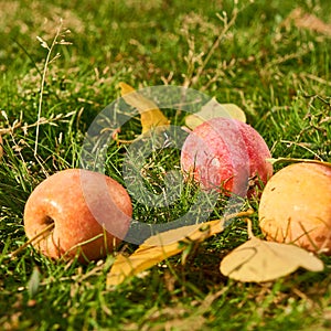 Ripe wild apples with yellow autumn leaves on green grass