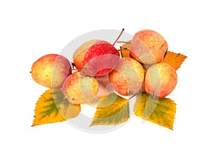 Ripe wild apples with yellow autumn leaves isolated on white background