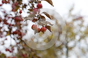Ripe wild crabapples on the branches of the apple trees in autumn. fruits of malus sieboldii, closeup, cloudy grey day