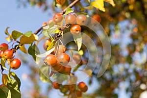 Ripe wild crabapples on the branches of the apple trees in autumn. fruits of malus sieboldii, closeup, sunny day