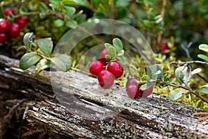 Ripe Wild Lingonberries, Vaccinium vitis-idaea, in Estonian forest