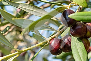 Ripe Wild Olives