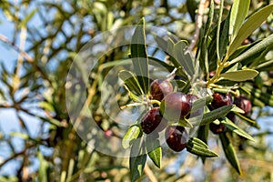 Ripe Wild Olives