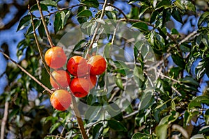 Ripe wild persimmon but with lots of tannins and difficult to eat.