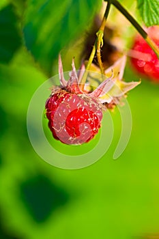 Ripe wild raspberries