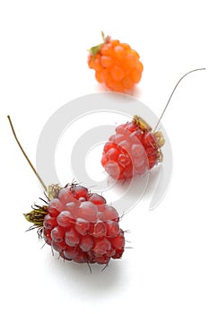 Ripe wild raspberries