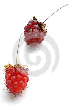 Ripe wild raspberries