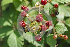 Ripe wild raspberries against a green background