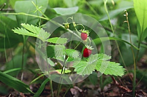 Ripe wild strawberry in the forest